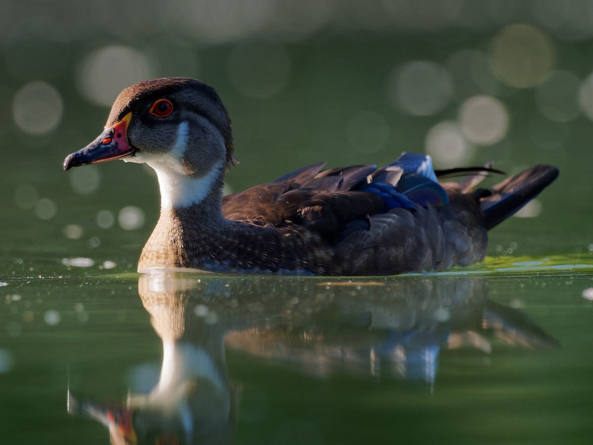 Wood Duck - ML604503531