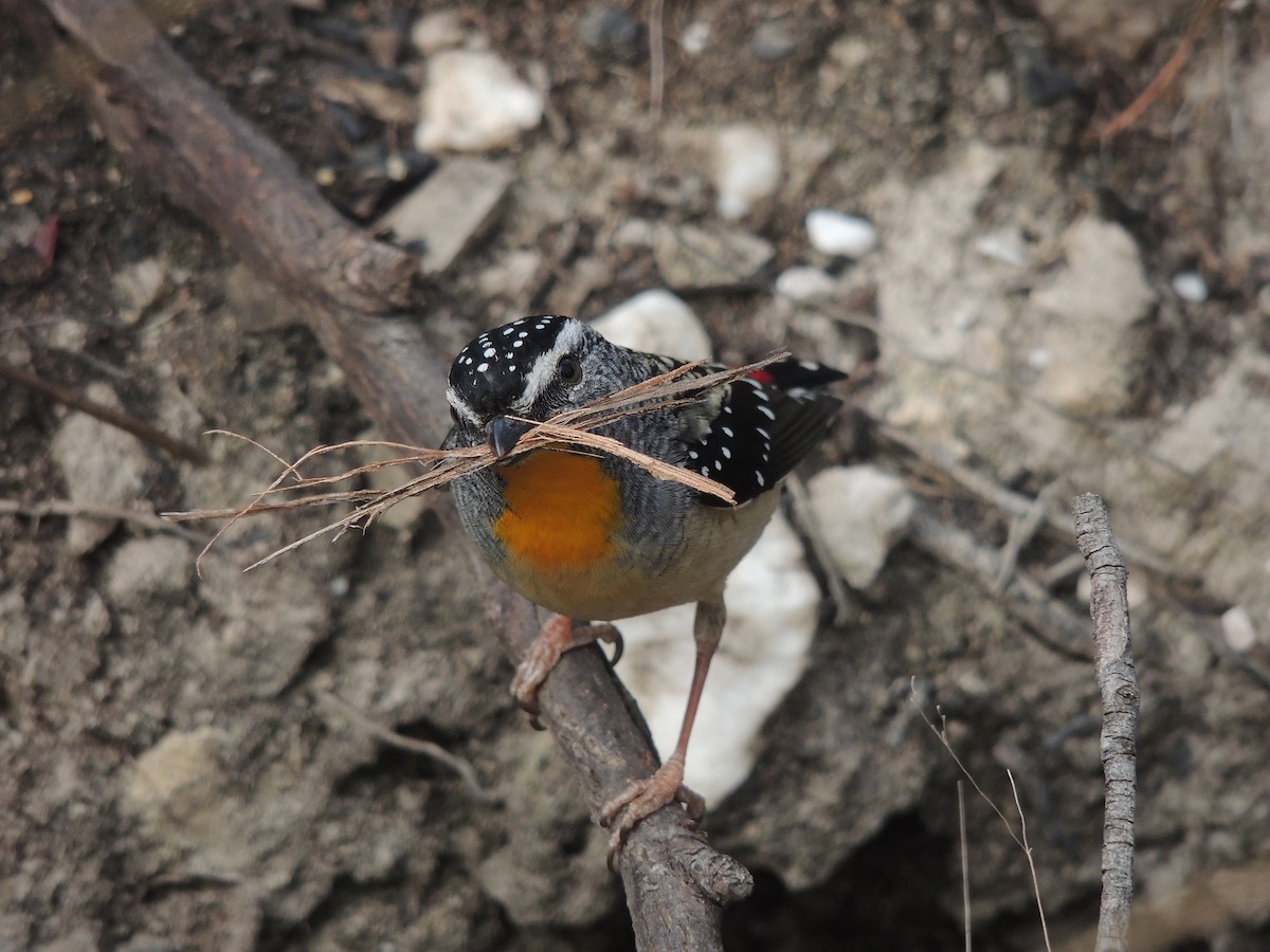 Fleckenpanthervogel - ML604503711