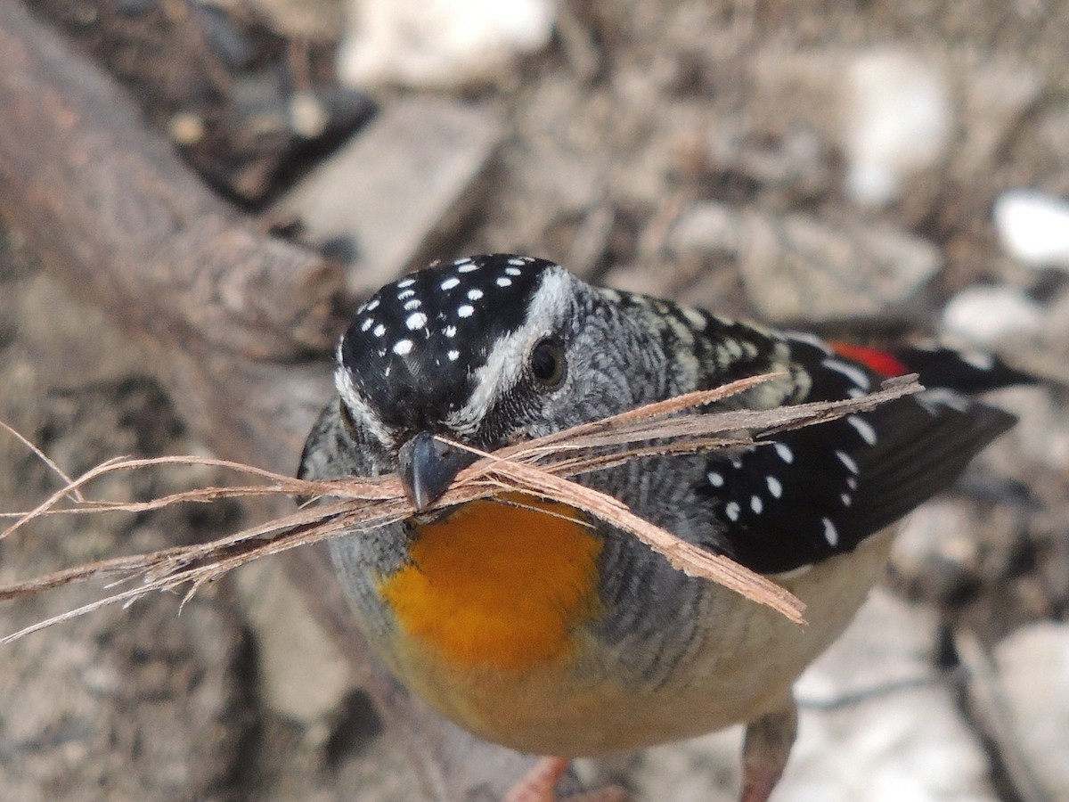 Spotted Pardalote - George Vaughan