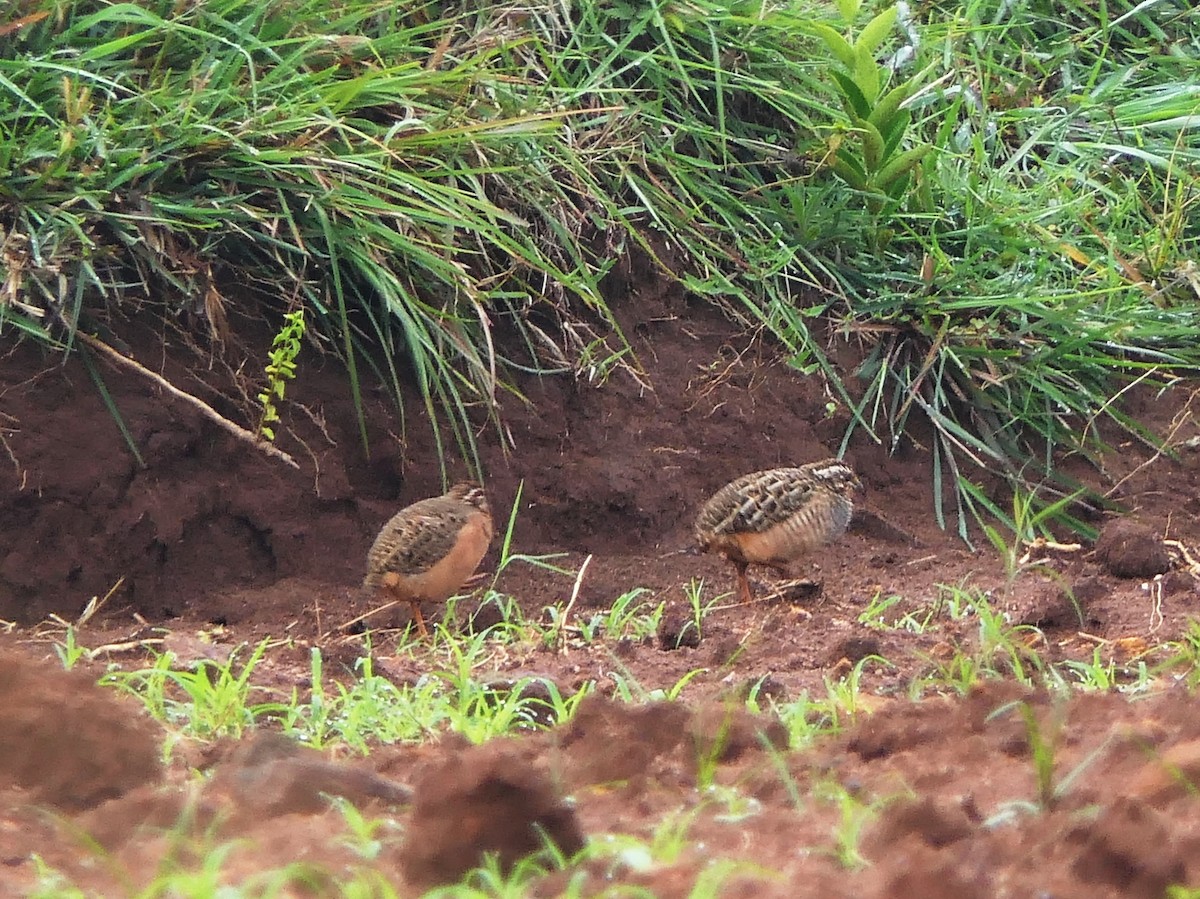 Jungle Bush-Quail - ML604503861