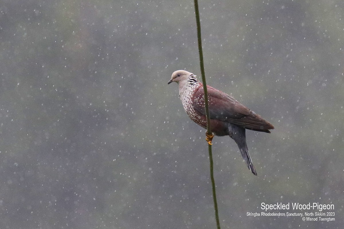 Speckled Wood-Pigeon - Manod Taengtum