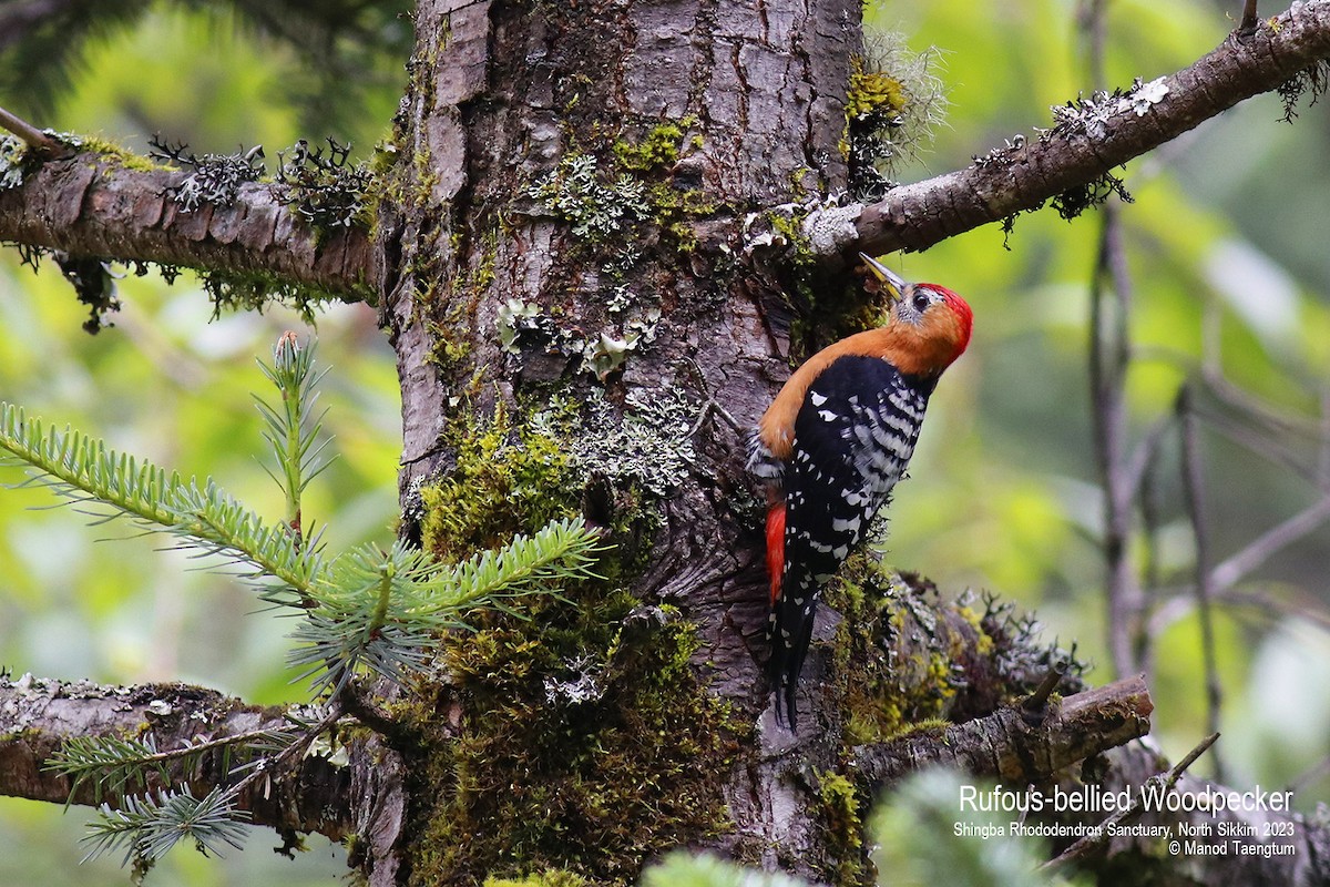 Rufous-bellied Woodpecker - Manod Taengtum