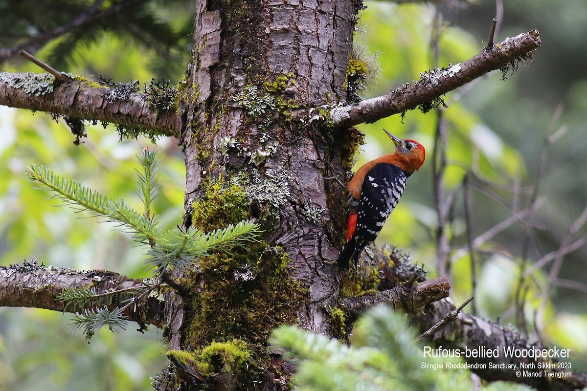 Rufous-bellied Woodpecker - Manod Taengtum