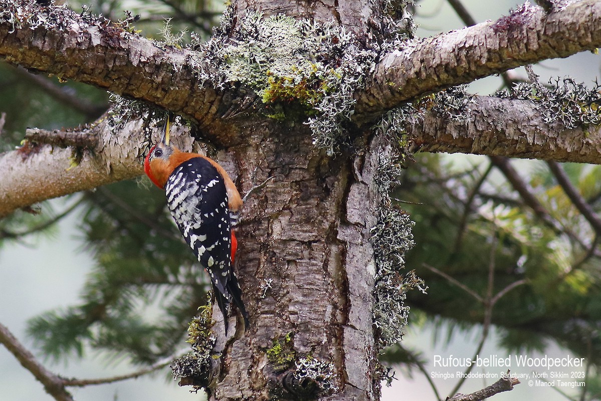 Rufous-bellied Woodpecker - Manod Taengtum