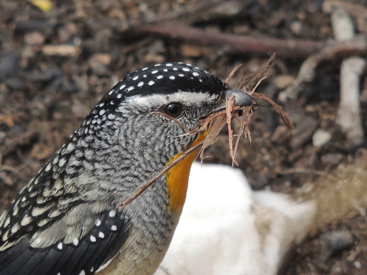 Pardalote Moteado - ML604504151