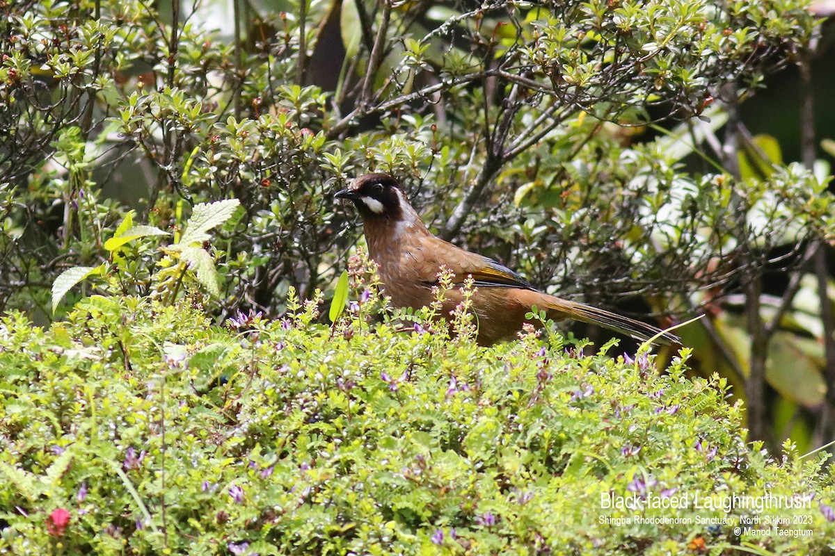 Garrulaxe à face noire - ML604504311