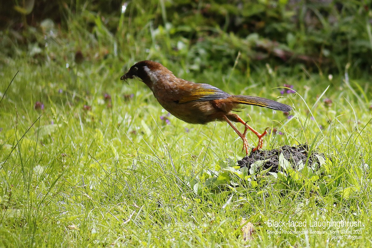 Black-faced Laughingthrush - ML604504331