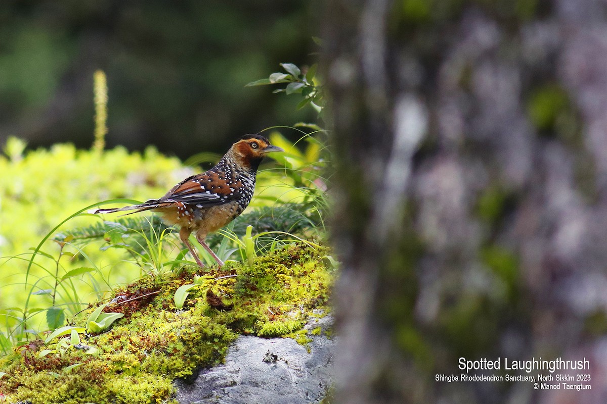 Spotted Laughingthrush - ML604504351