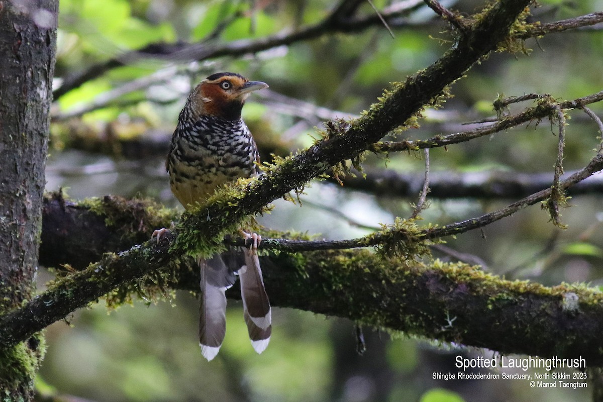 Spotted Laughingthrush - ML604504361