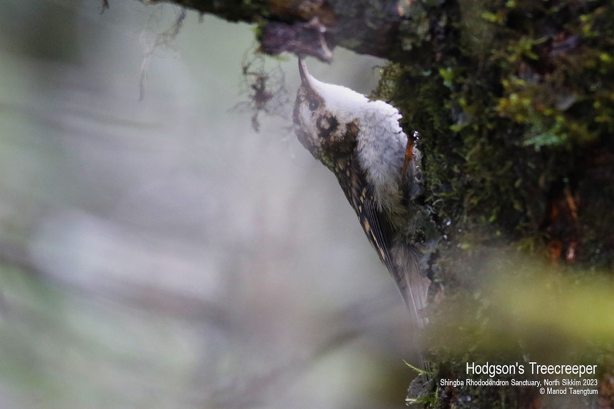 Hodgson's Treecreeper - ML604504391