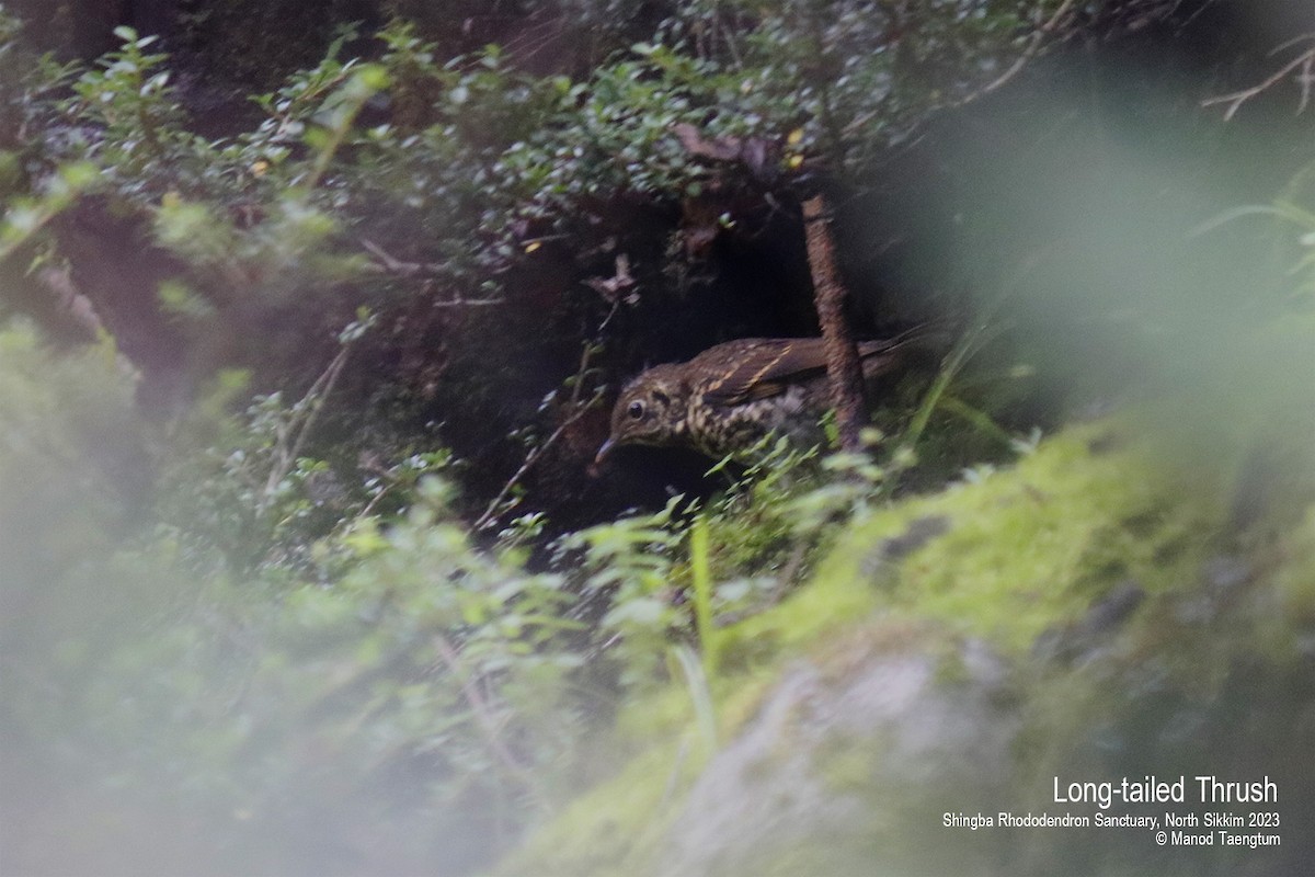 Long-tailed Thrush - ML604504401