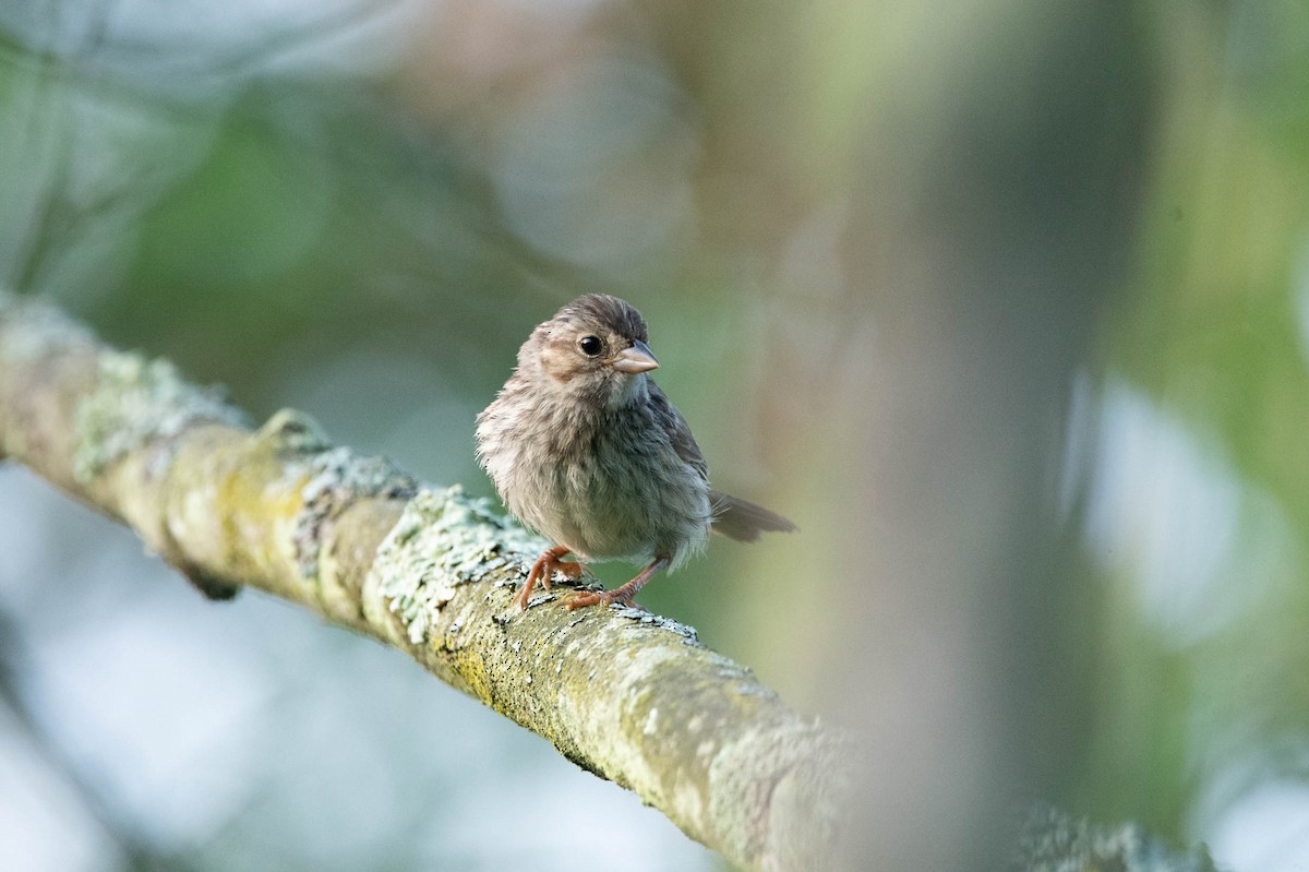 Song Sparrow - David Ferris