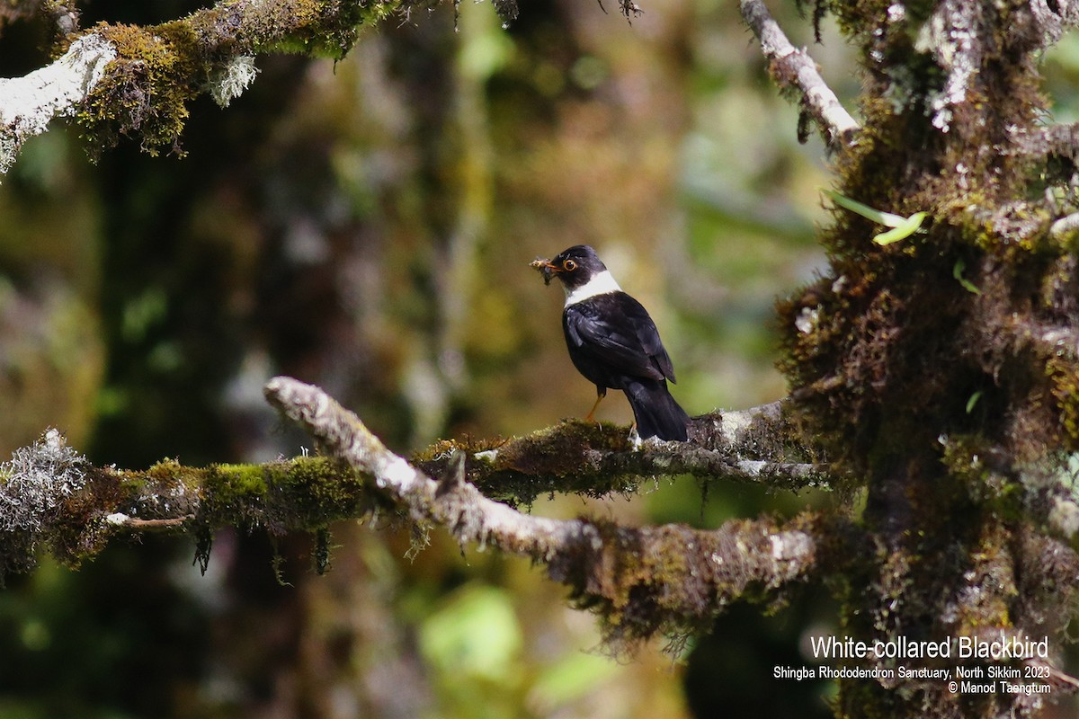 White-collared Blackbird - ML604504431