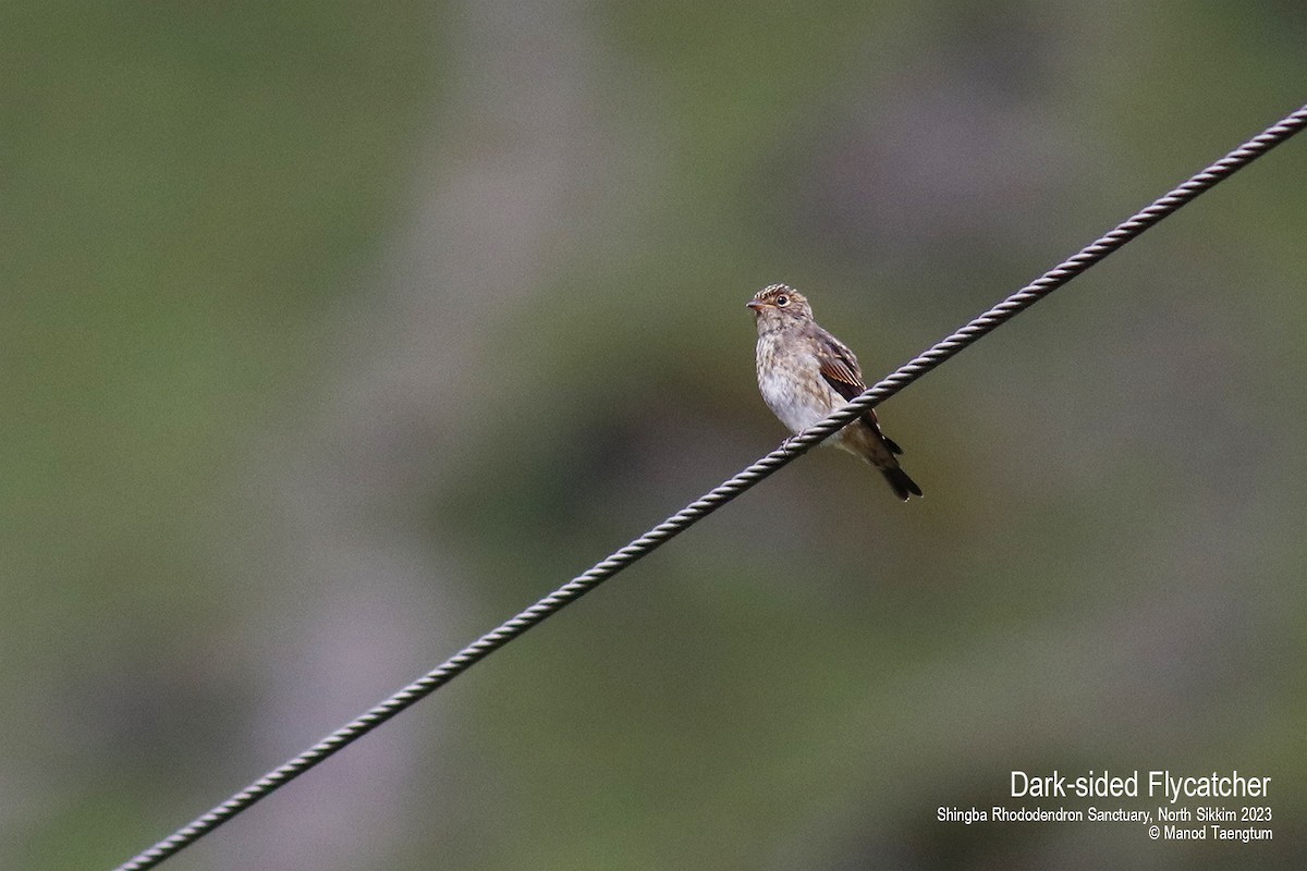 Dark-sided Flycatcher - ML604504441