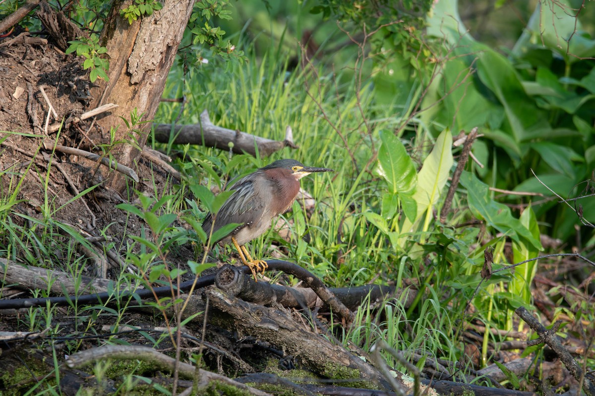 Green Heron - David Ferris