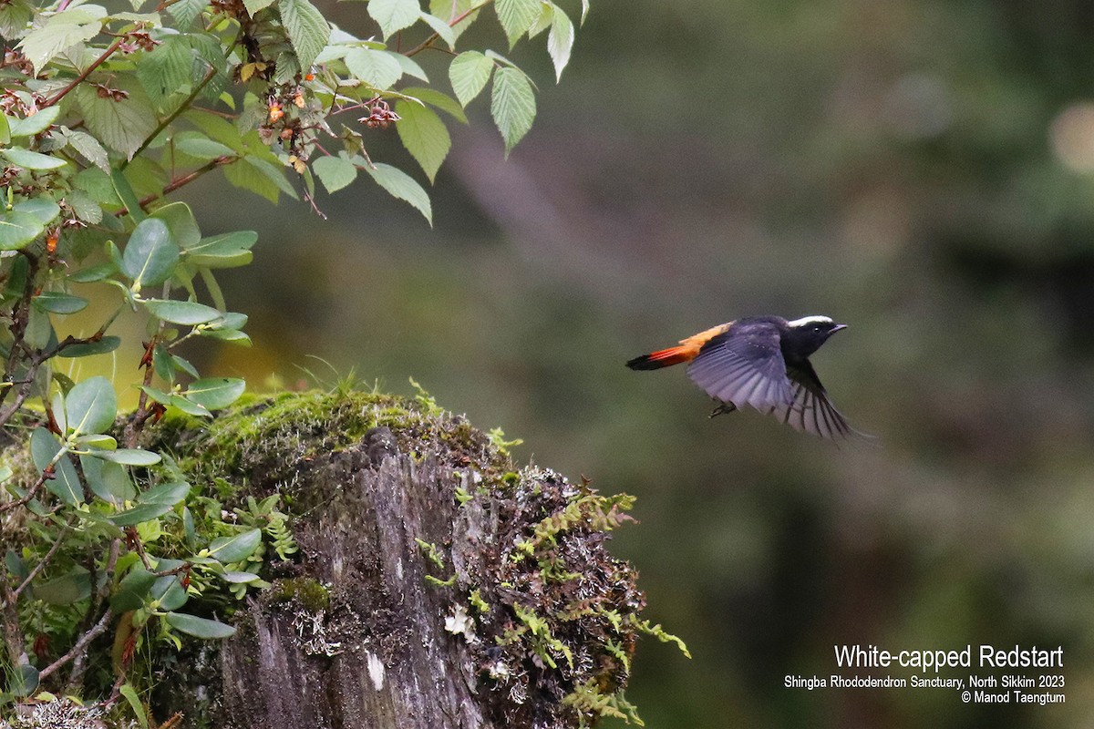 White-capped Redstart - ML604504471