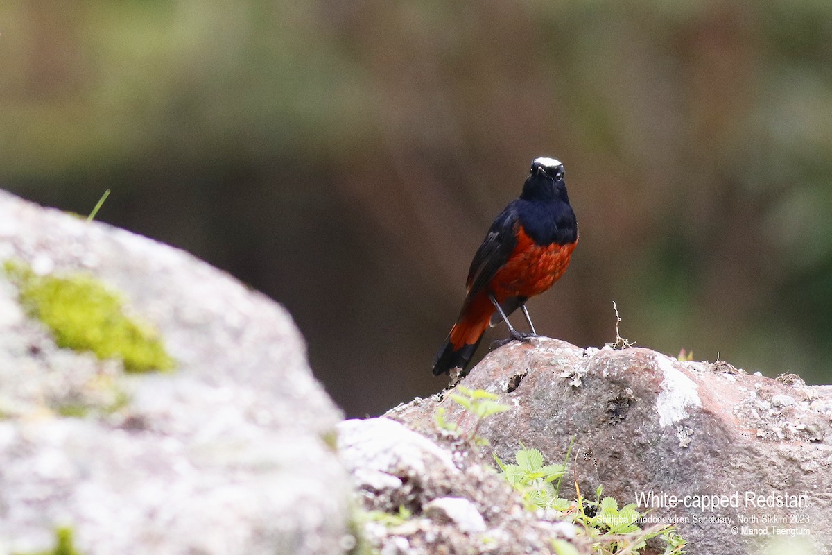 White-capped Redstart - ML604504481