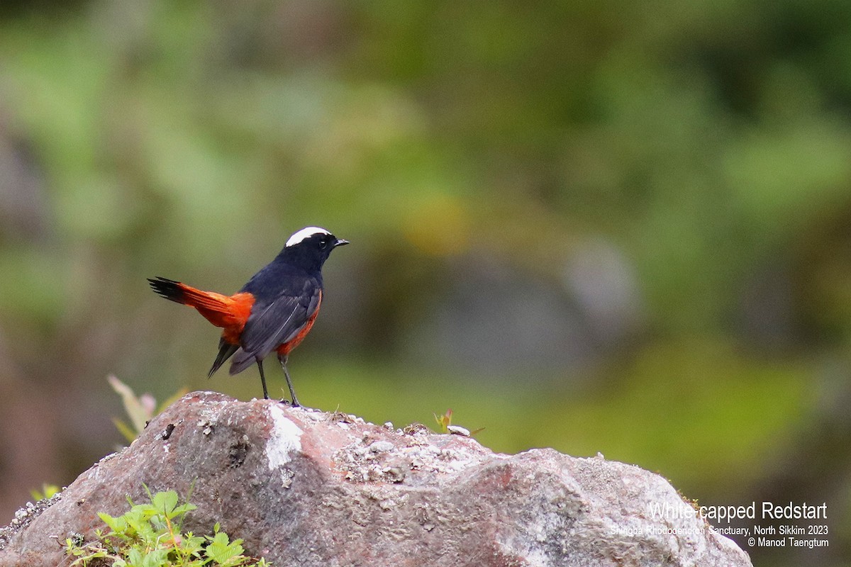 White-capped Redstart - ML604504491