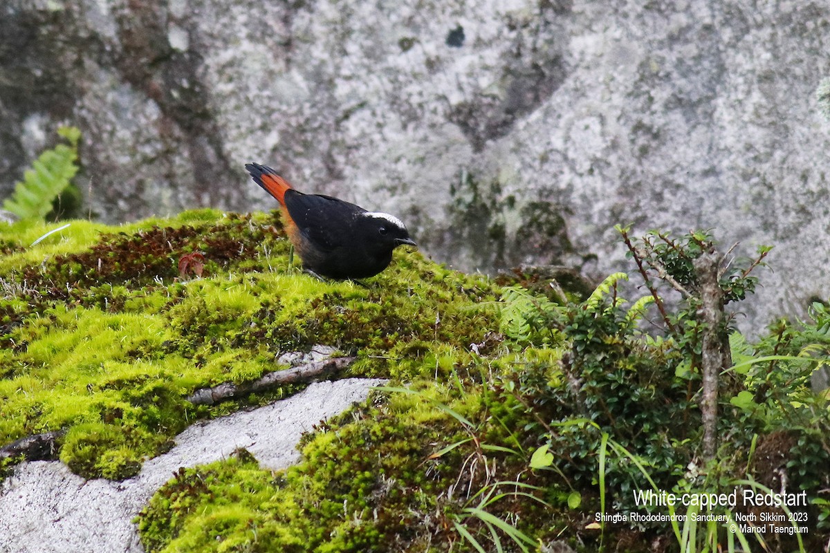 White-capped Redstart - ML604504501