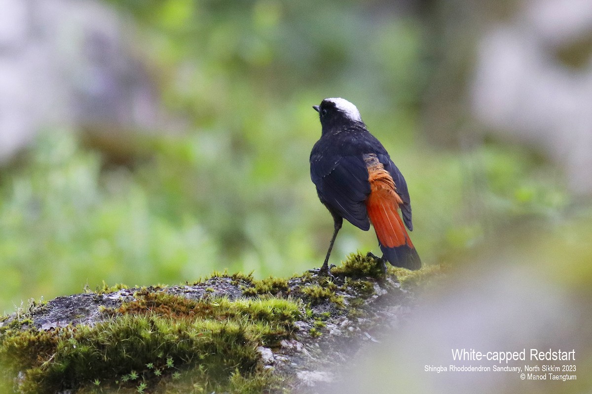 White-capped Redstart - ML604504511