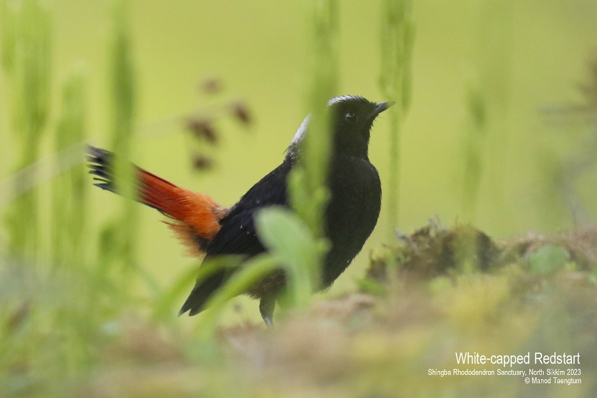 White-capped Redstart - ML604504521