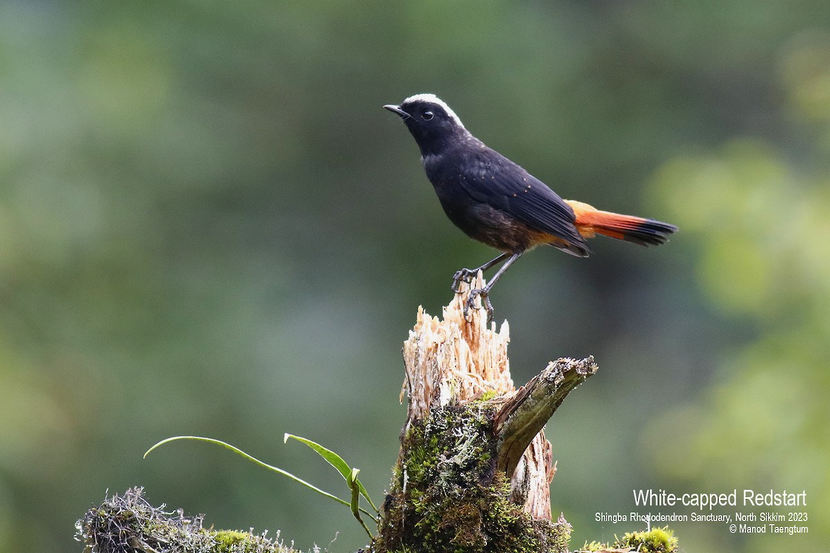 White-capped Redstart - ML604504531