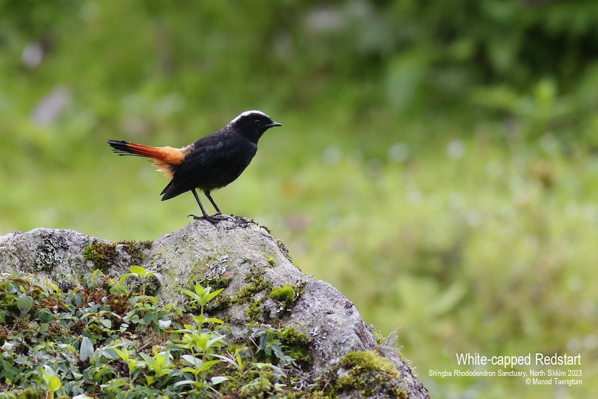 White-capped Redstart - ML604504541