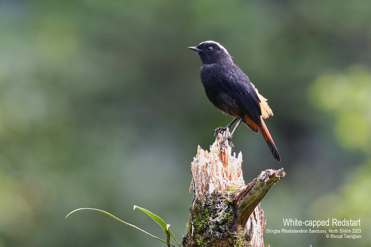 White-capped Redstart - ML604504551