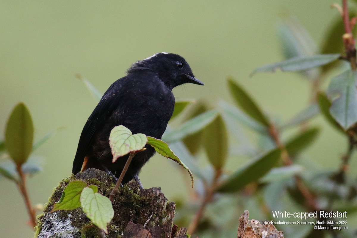 White-capped Redstart - ML604504561