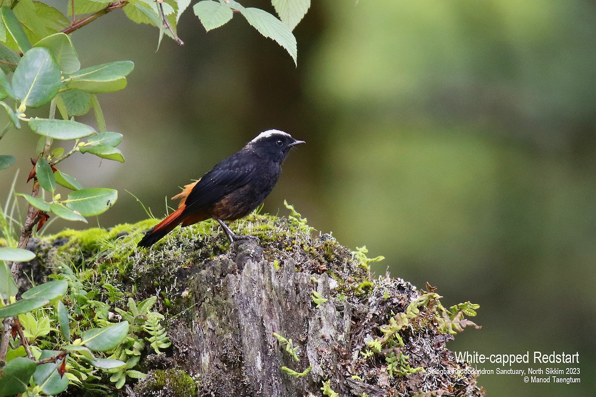 White-capped Redstart - ML604504571