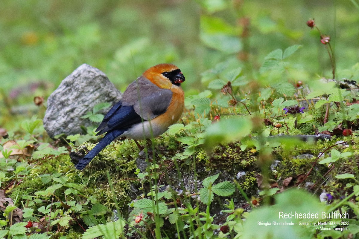 Red-headed Bullfinch - ML604504581