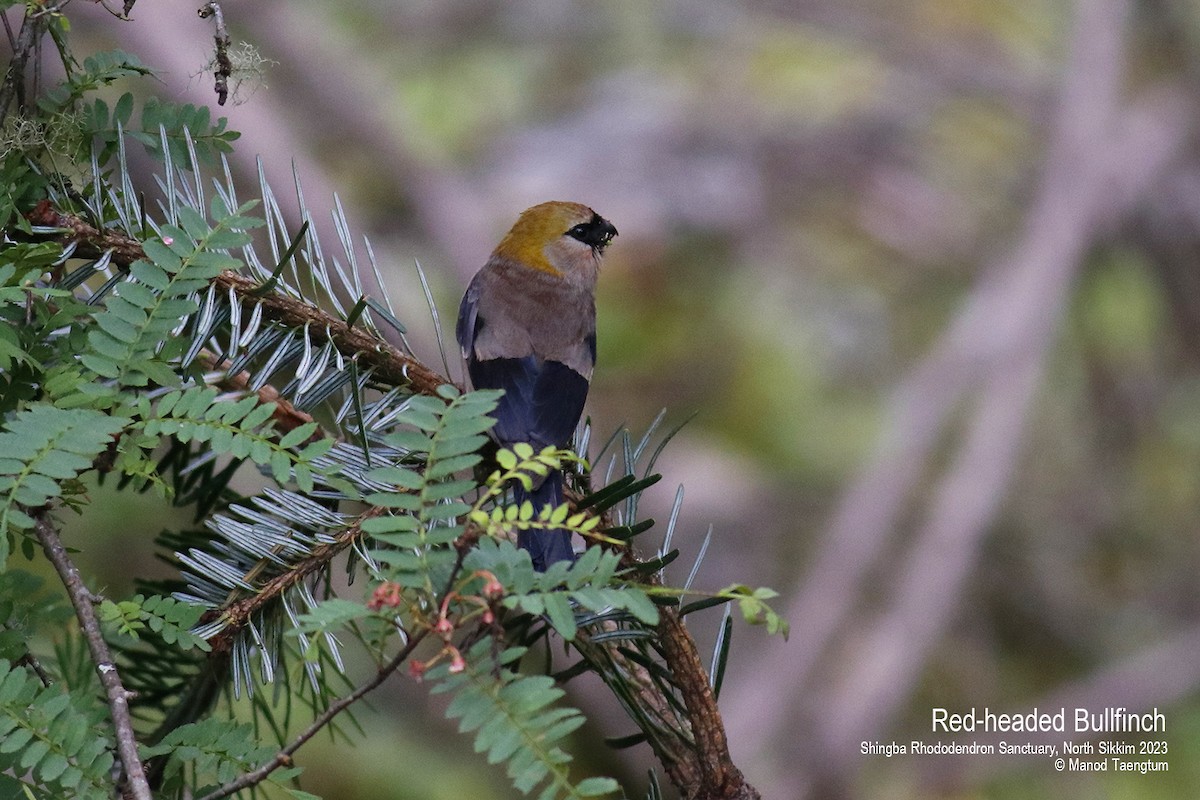 Red-headed Bullfinch - ML604504631