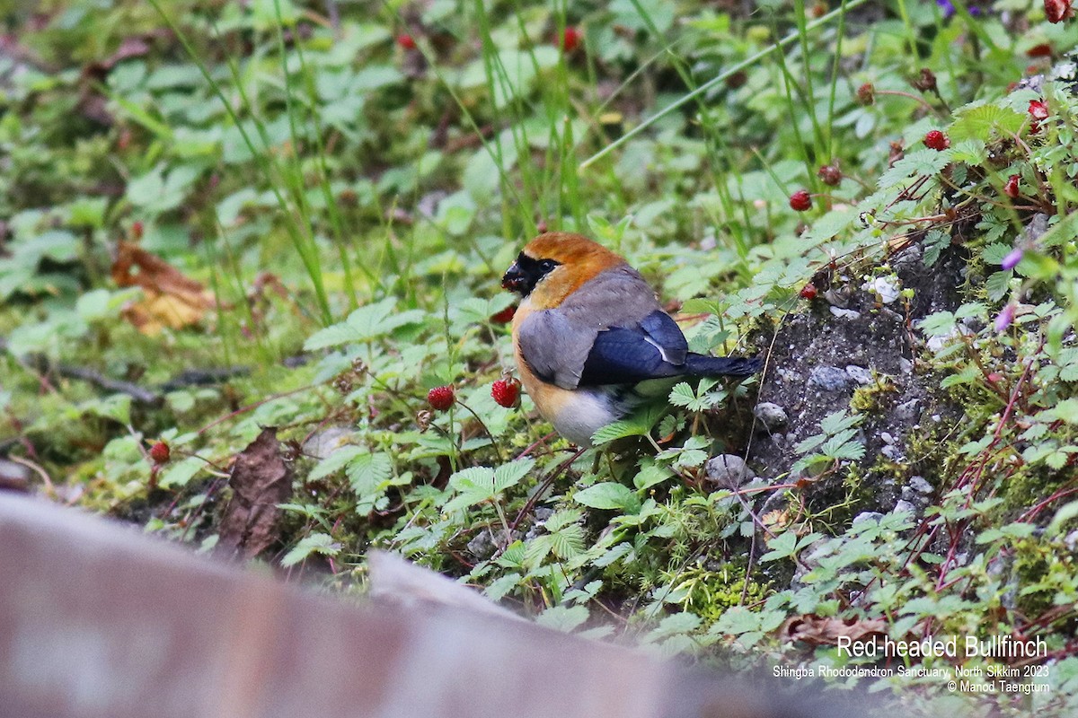 Red-headed Bullfinch - ML604504641