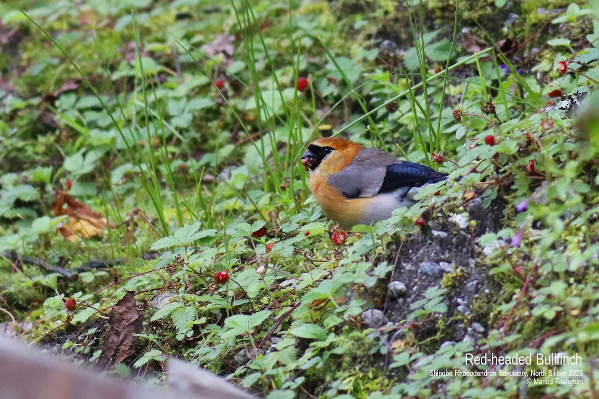 Red-headed Bullfinch - ML604504651