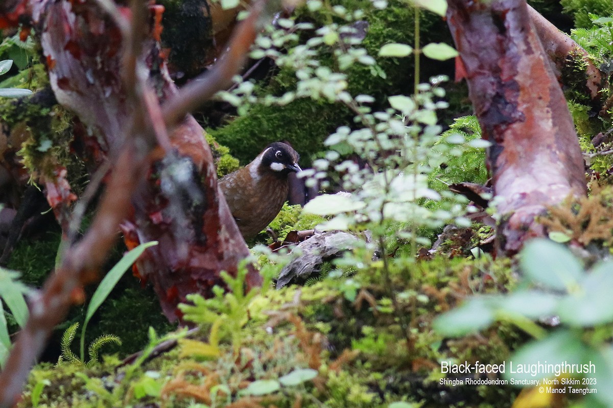 Black-faced Laughingthrush - Manod Taengtum