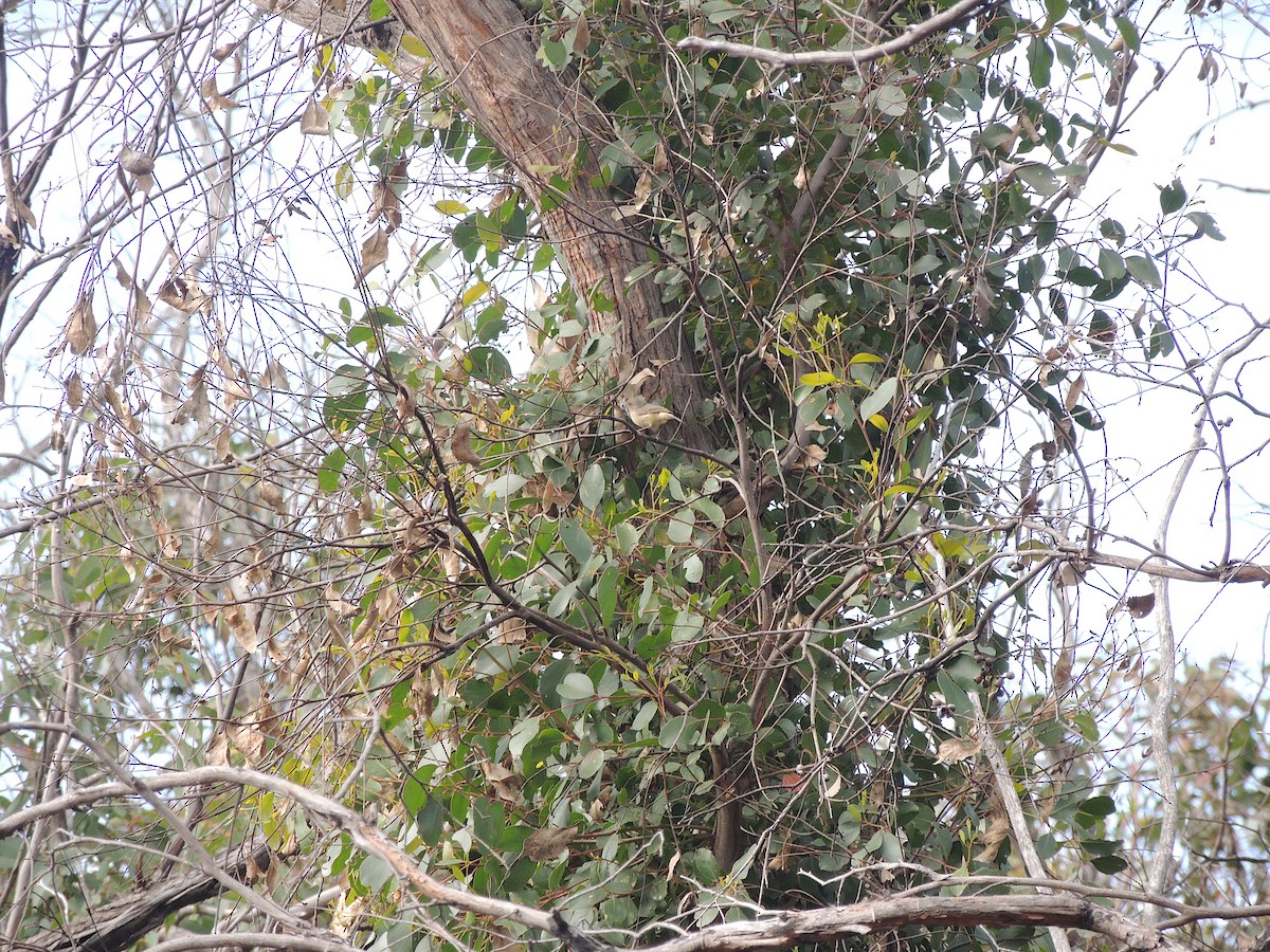 Buff-rumped Thornbill - George Vaughan