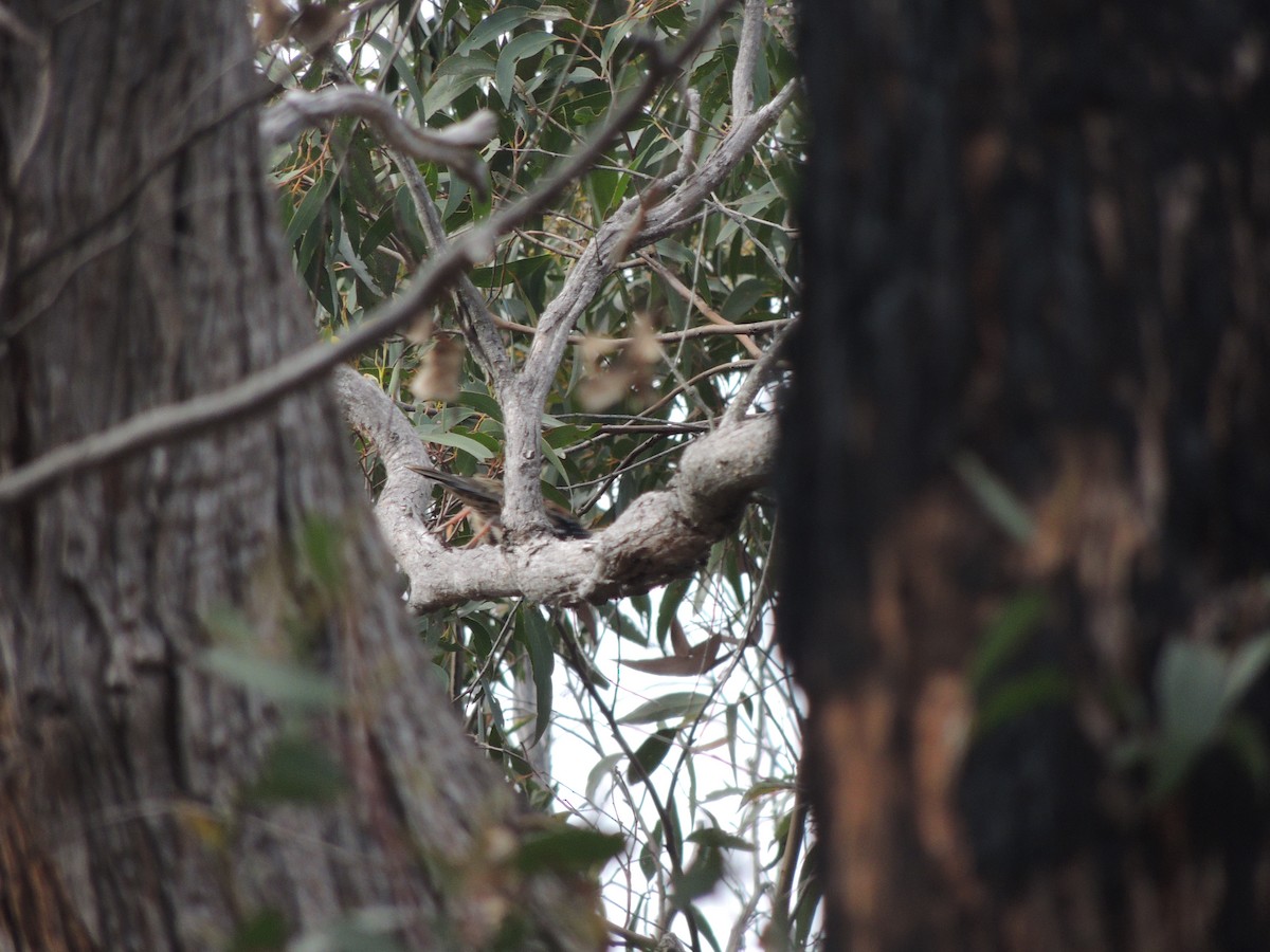 Spotted Quail-thrush - ML604505001