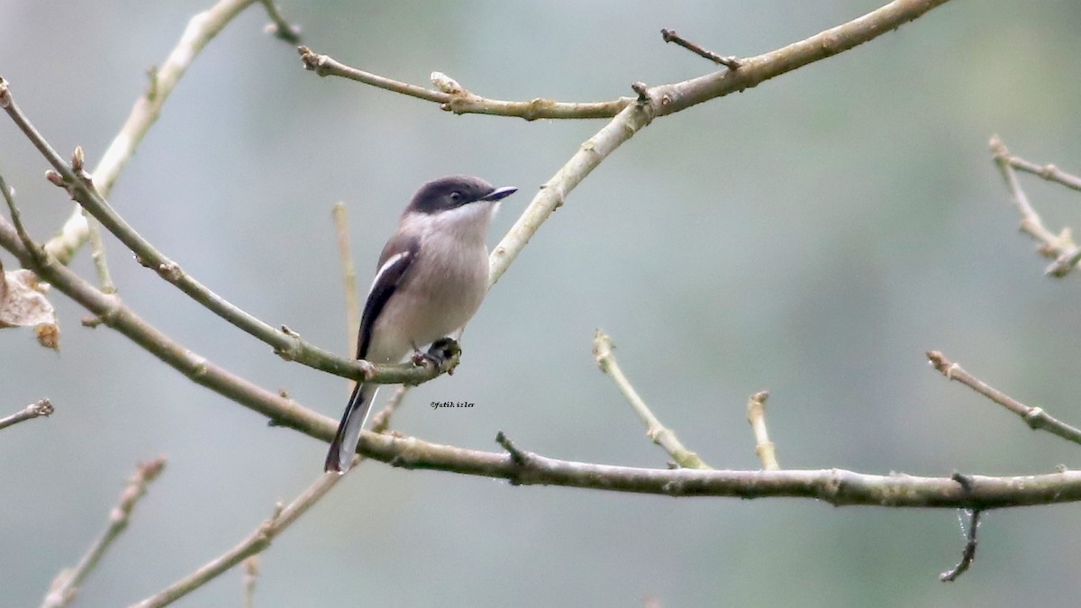 Bar-winged Flycatcher-shrike - ML604505031