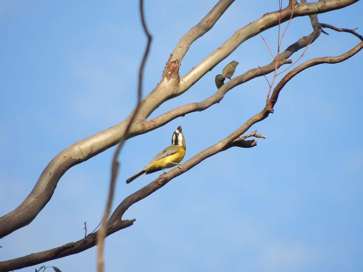 Eastern Shrike-tit - George Vaughan