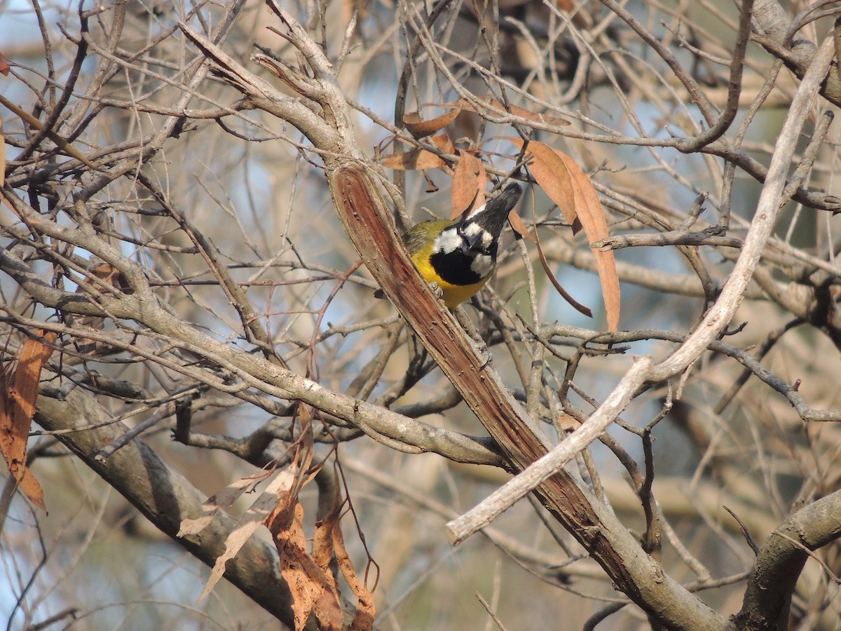 Eastern Shrike-tit - George Vaughan