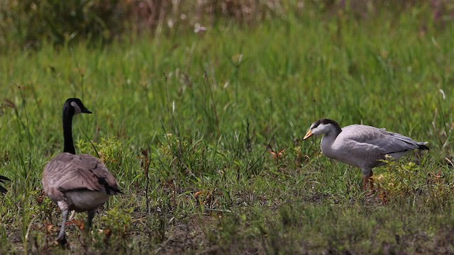 Bar-headed Goose - ML604505091