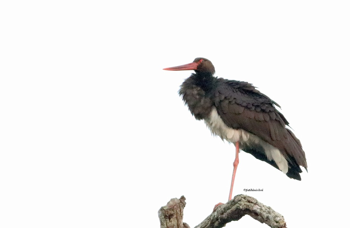 Black Stork - ML604505201
