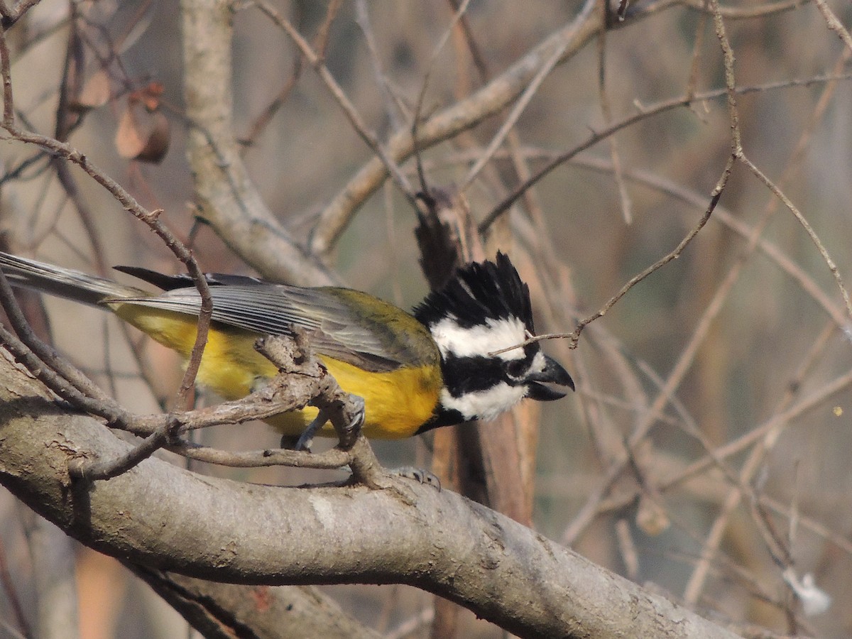 Eastern Shrike-tit - George Vaughan