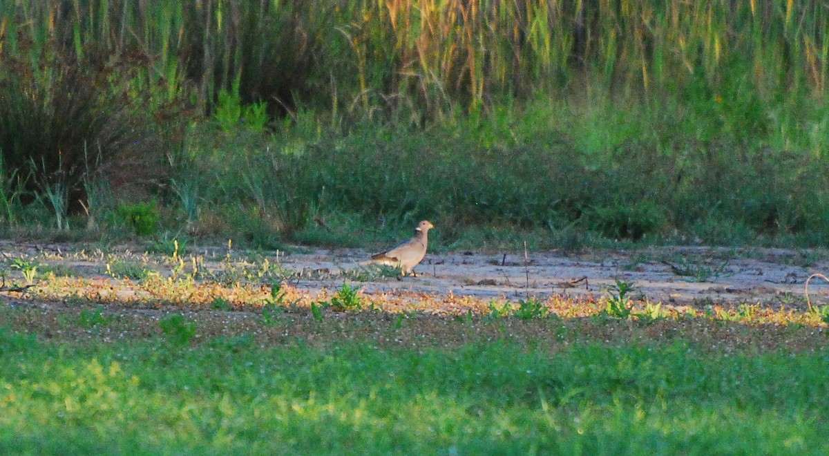 Band-tailed Pigeon - ML604505471