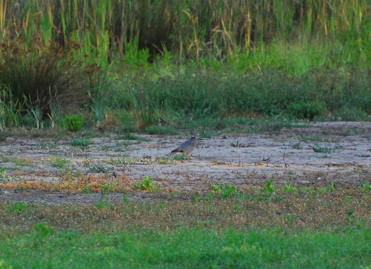 Band-tailed Pigeon - ML604505481