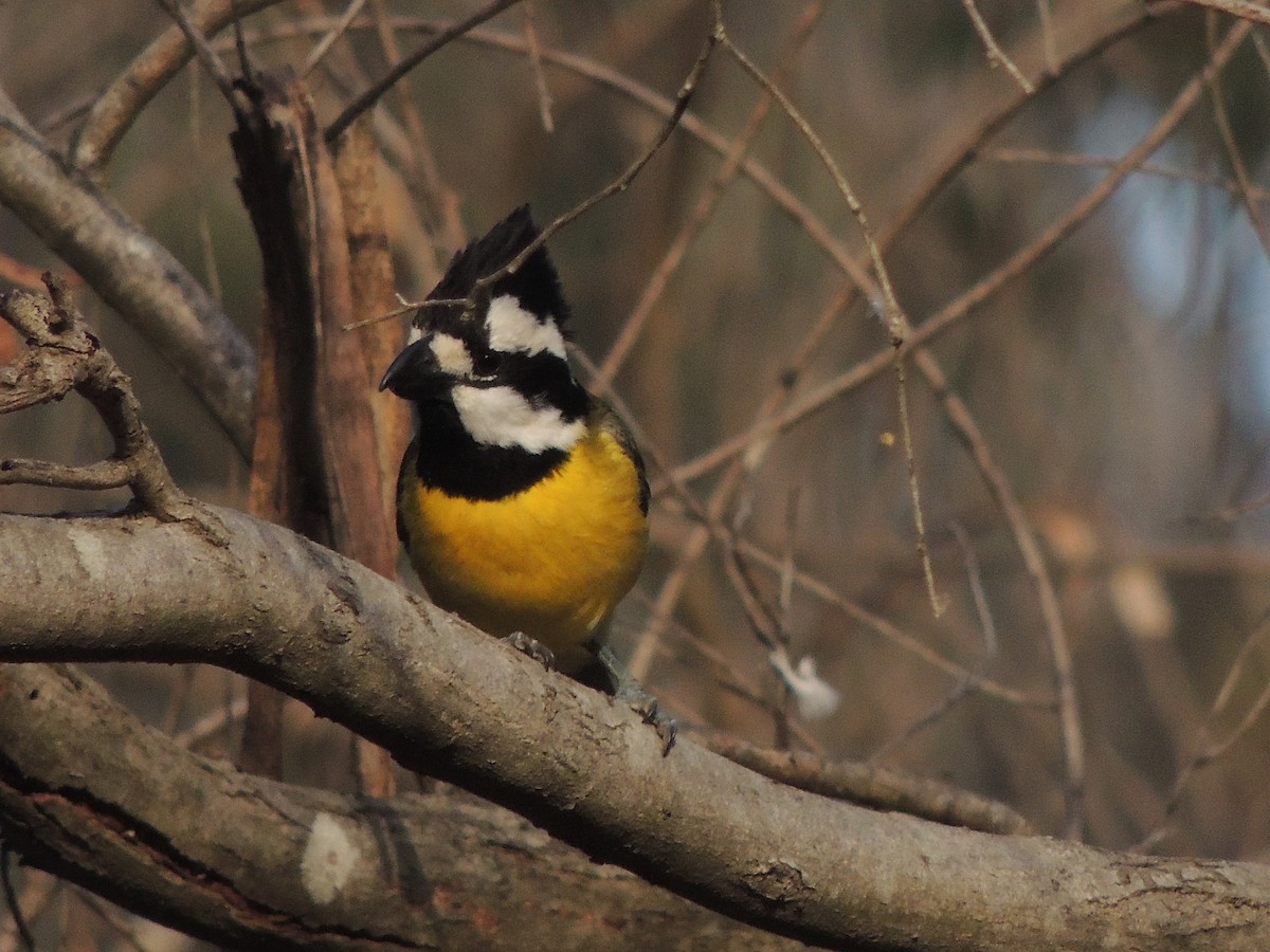 Eastern Shrike-tit - George Vaughan