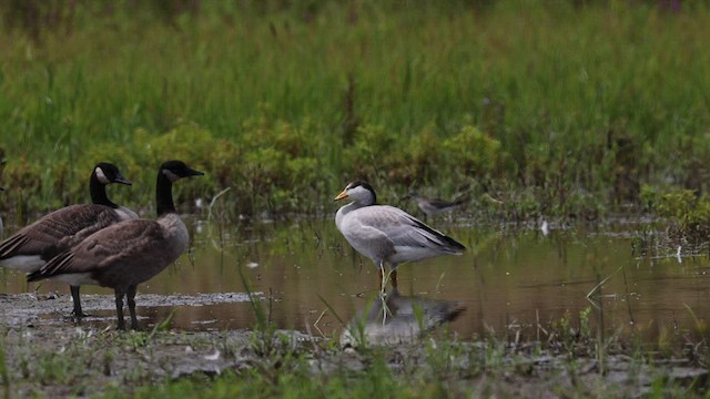 Bar-headed Goose - ML604505581