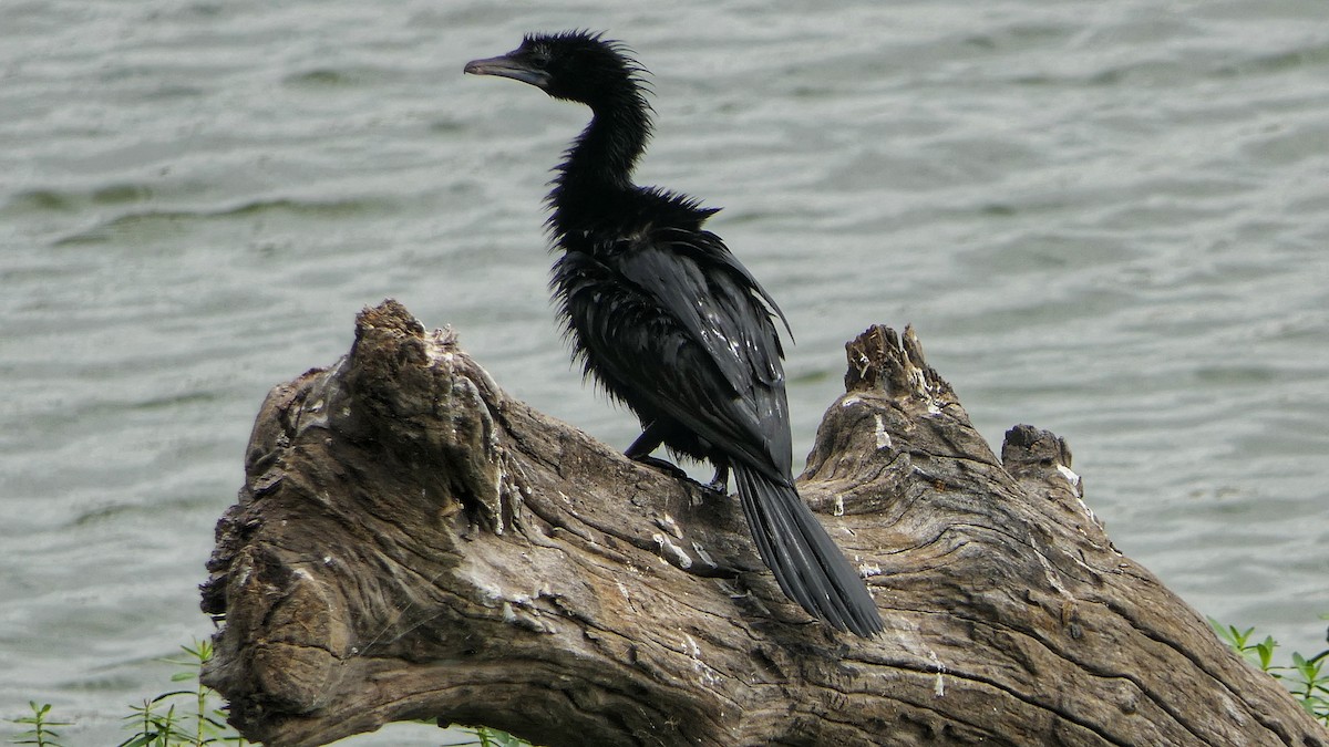 Little Cormorant - Bijoy Venugopal