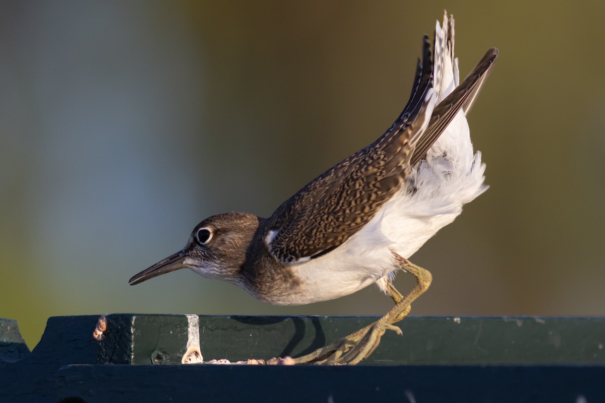 Common Sandpiper - ML604506381