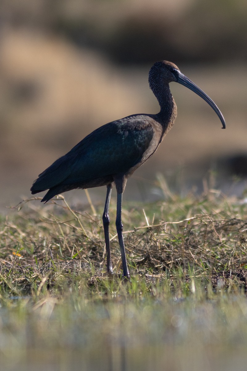 Glossy Ibis - ML604506421